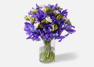 Double the Purple Iris image number 0
